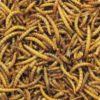 Koifarm Meelwormen 2,5L