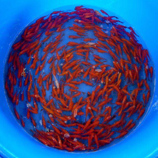 Goldfisch 7-10cm pro 30