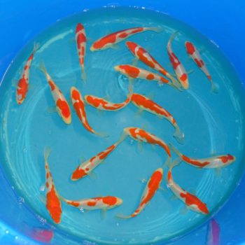Doitsu kohaku Hidemassa Tateshita 14-16cm