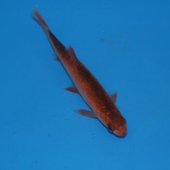 Gardon rouge 10-12cm