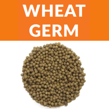 Koifarm Wheat germ | Nourriture hiver | 6mm - seau 10L