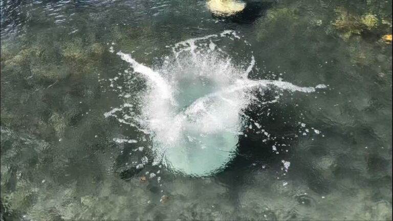 57+ Sauerstoff In Teich Bringen, Gerade dann, wenn viele fische in