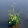 Alisma plantago-aquatica - Waterweegbree