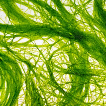 Comment éliminer les algues filamenteuses dans un bassin ?