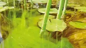 Teste d'eau pour éviter les algues aquatic science©
