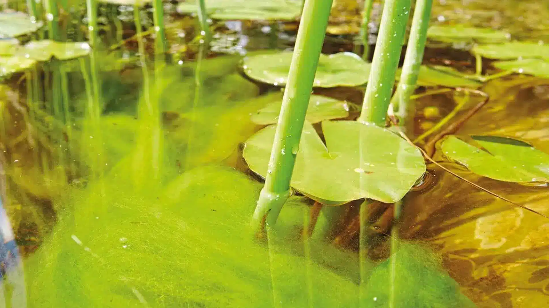 Le top 5 des meilleurs traitements anti-algues - Koifarm Webshop