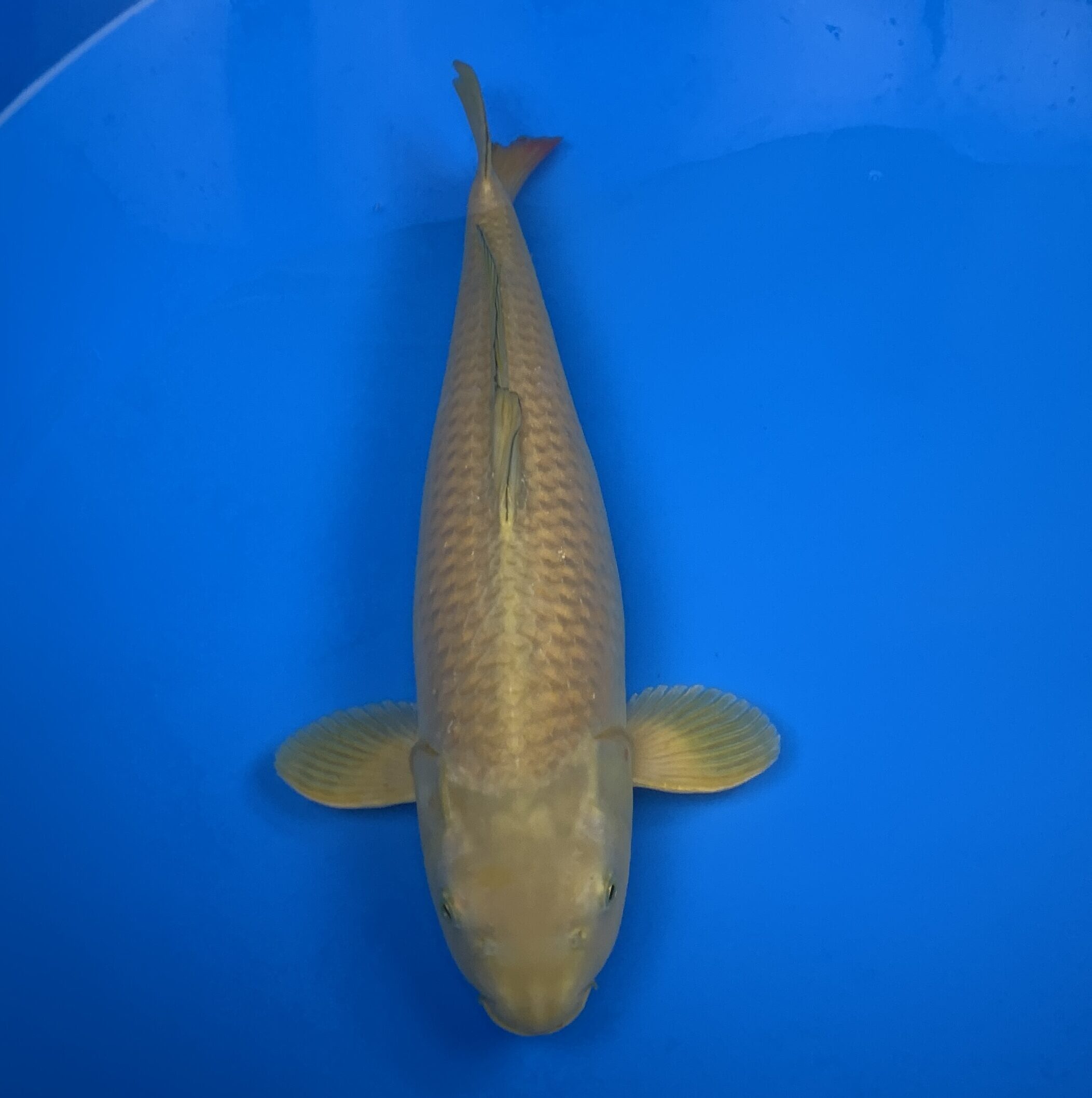 Chagoi 56cm Chagoi 56cm