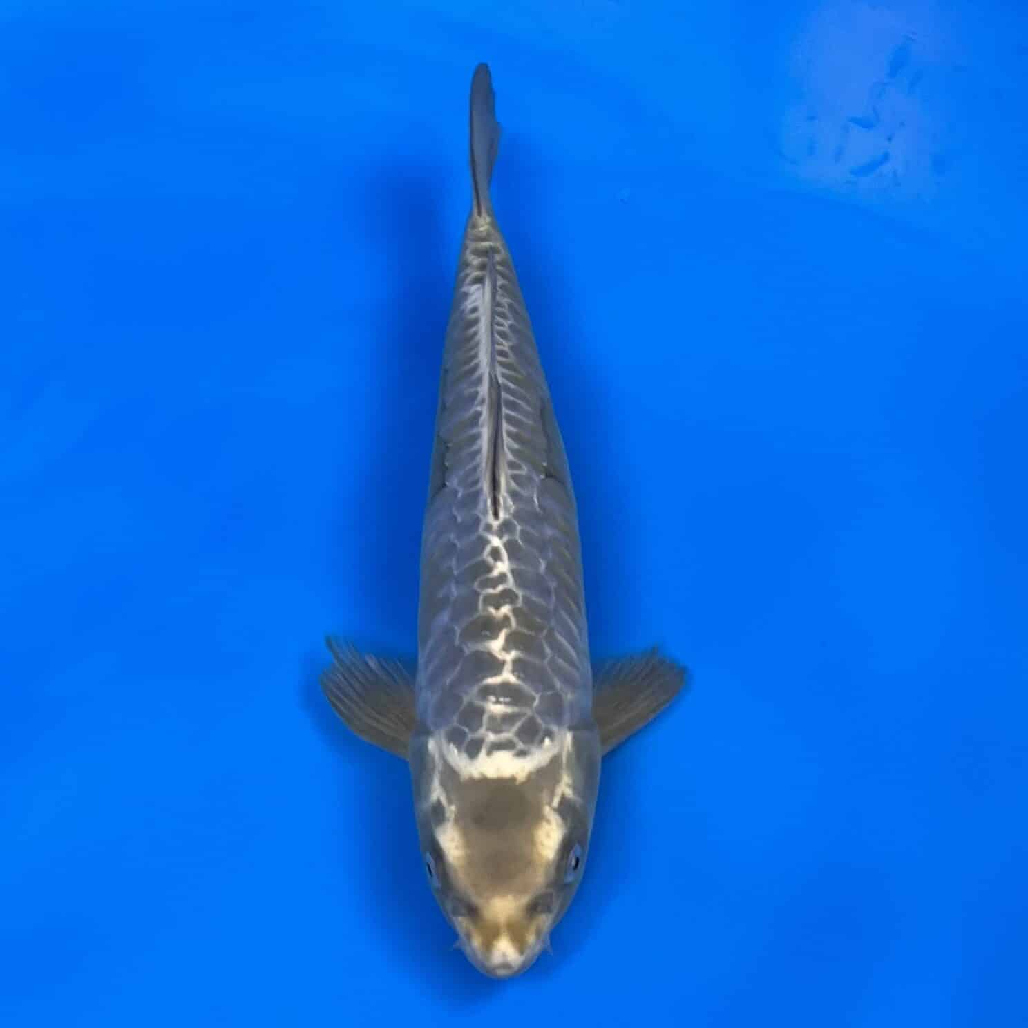 Aragoke Kogane Ryu 32cm