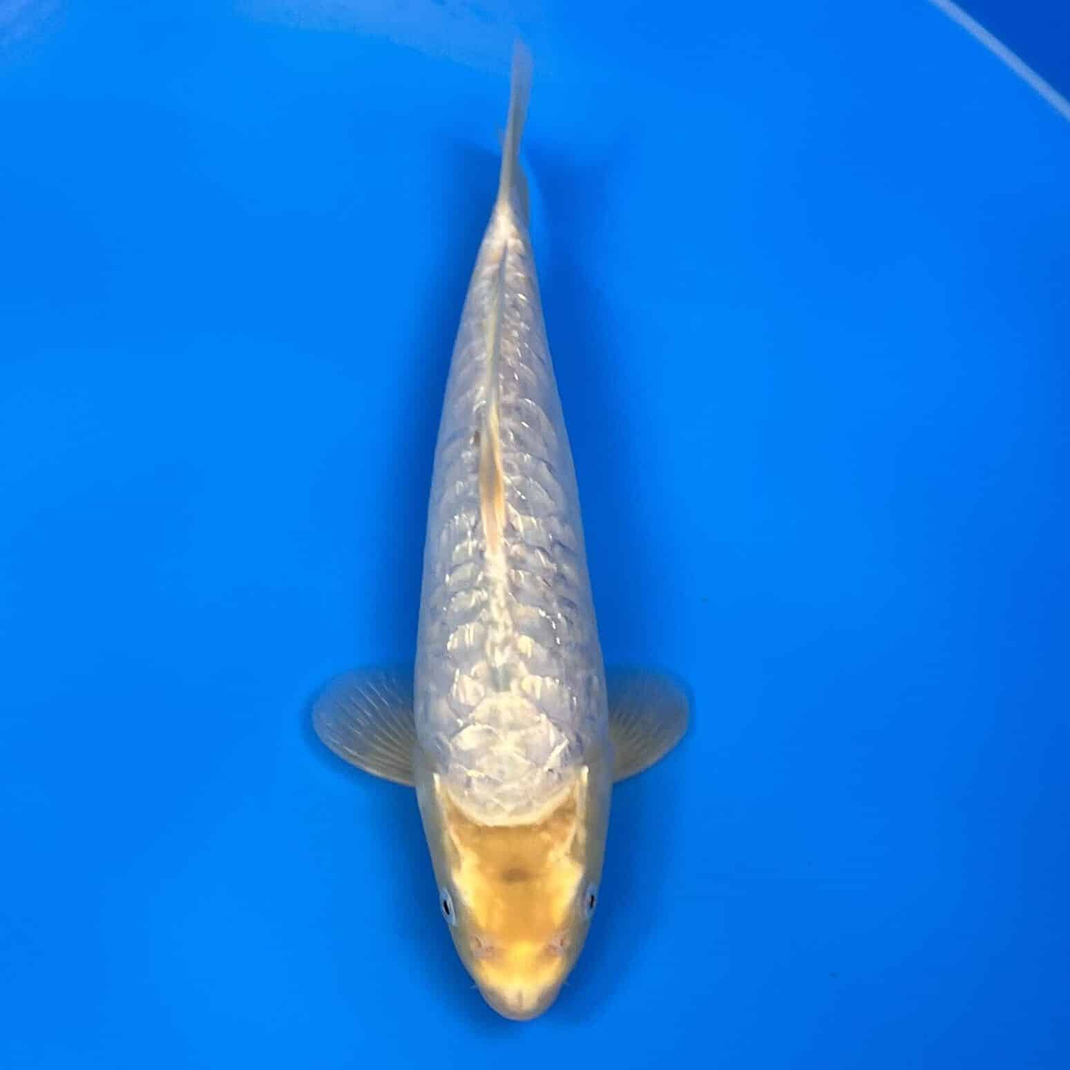 ginrin-aragoke-soragoi-32cm-koifarm-webshop