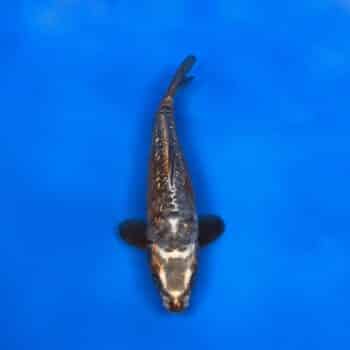 Doitsu Ginrin Kogane Ryu 30cm