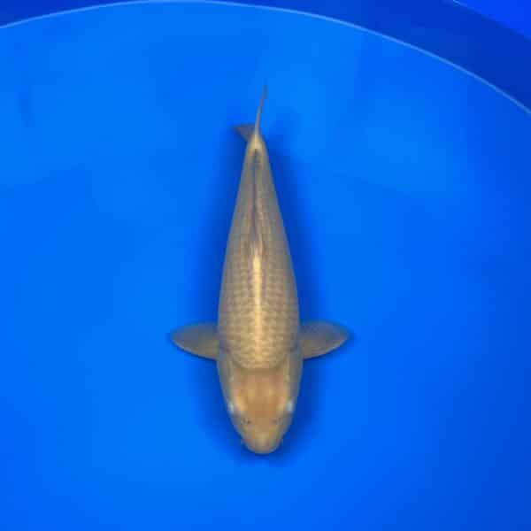 Karashigoi 45-48cm