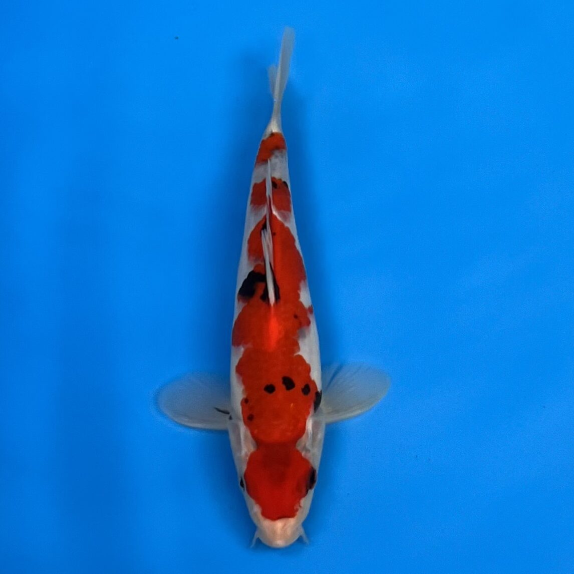 Showa 23-27cm Showa 23-27cm