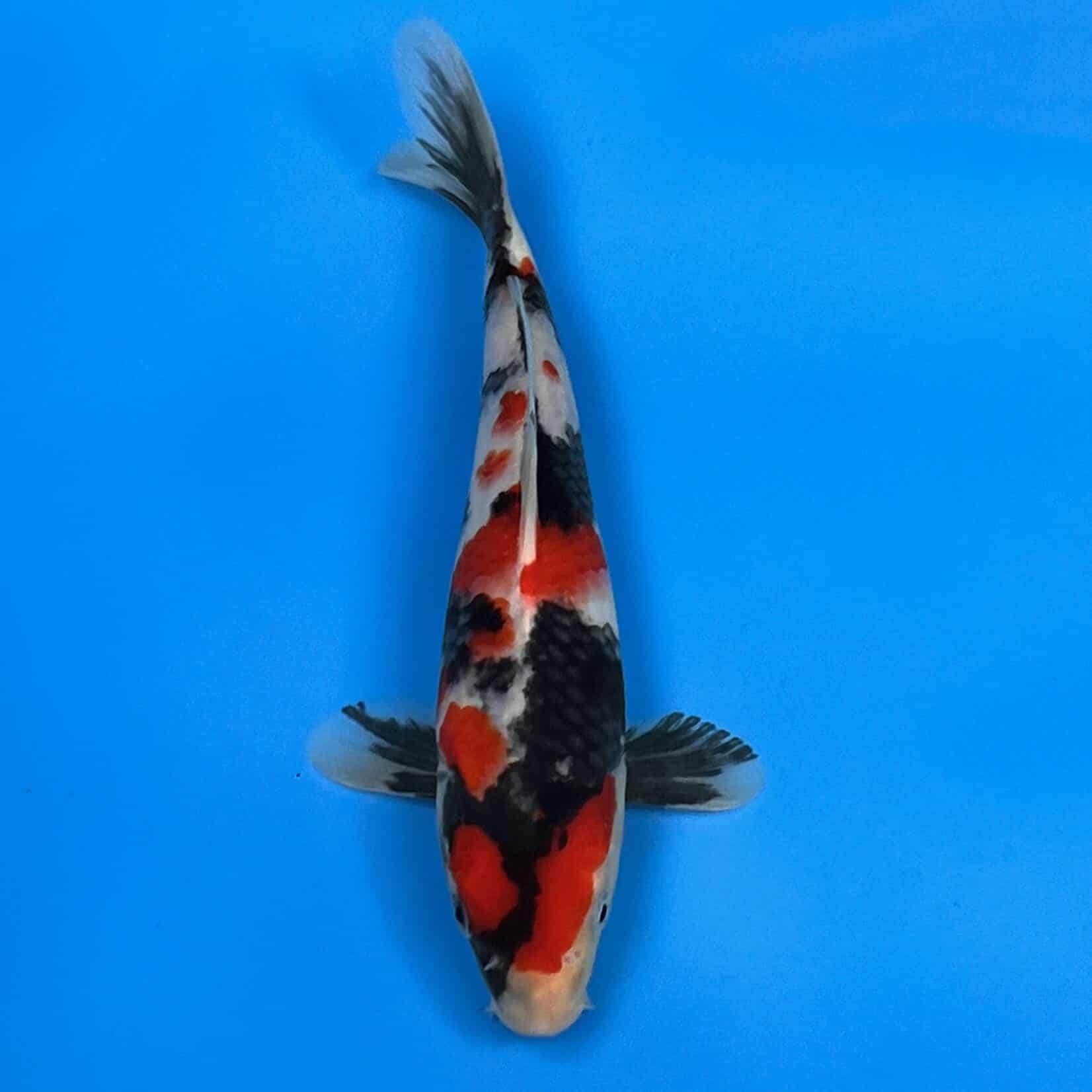 Showa 23-27cm Showa 23-27cm