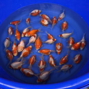 Tamasaba poissonr rouges Japonais