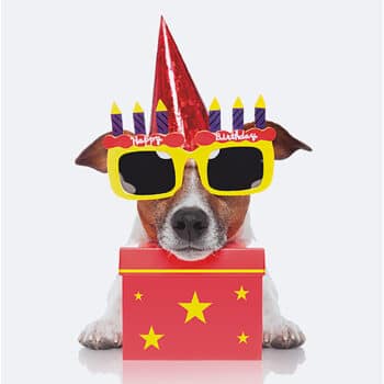 3D wenskaart Birthday Dog