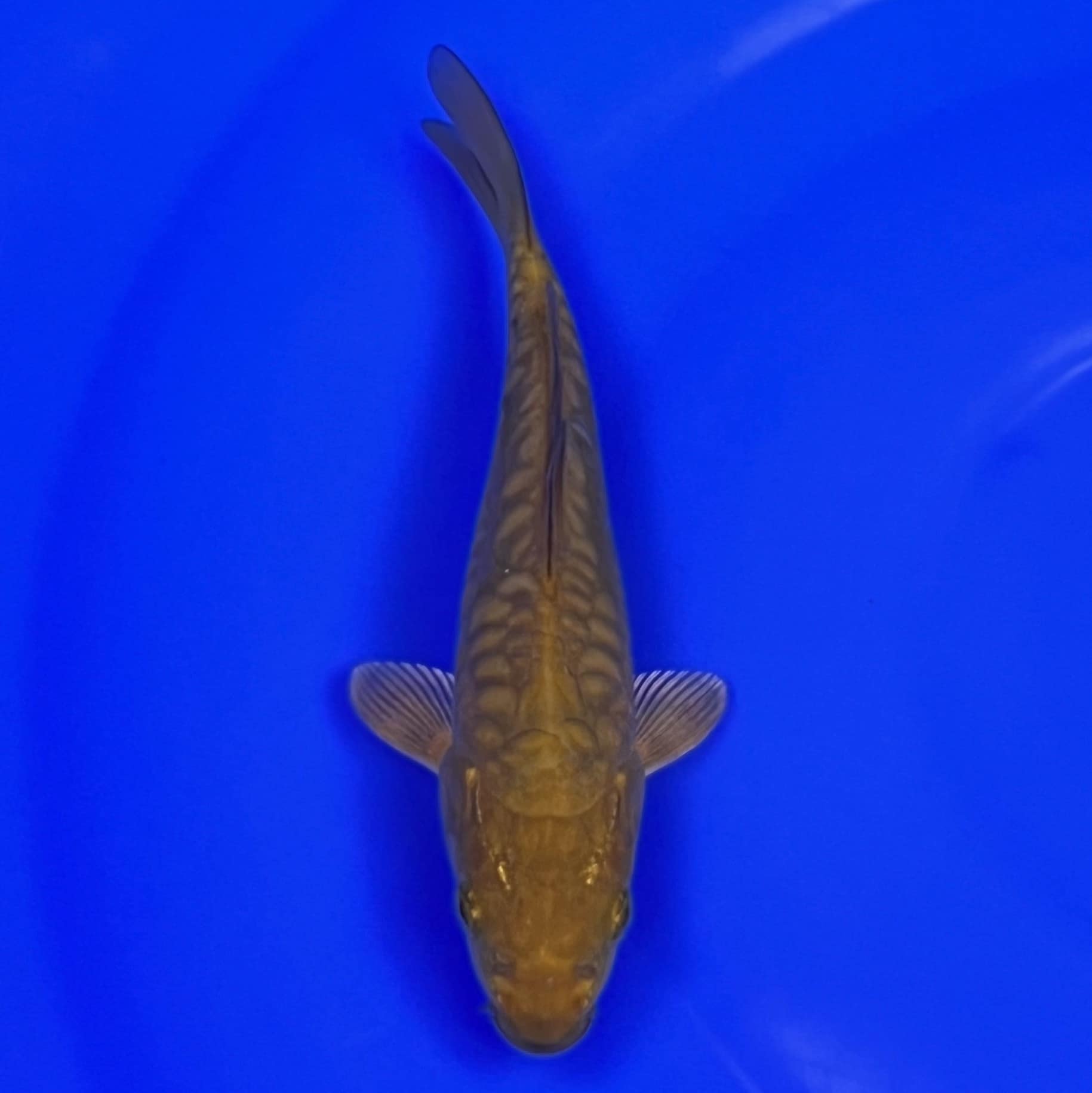 23-022 Aragoke Chagoi 17cm 23-022 Aragoke Chagoi 17cm