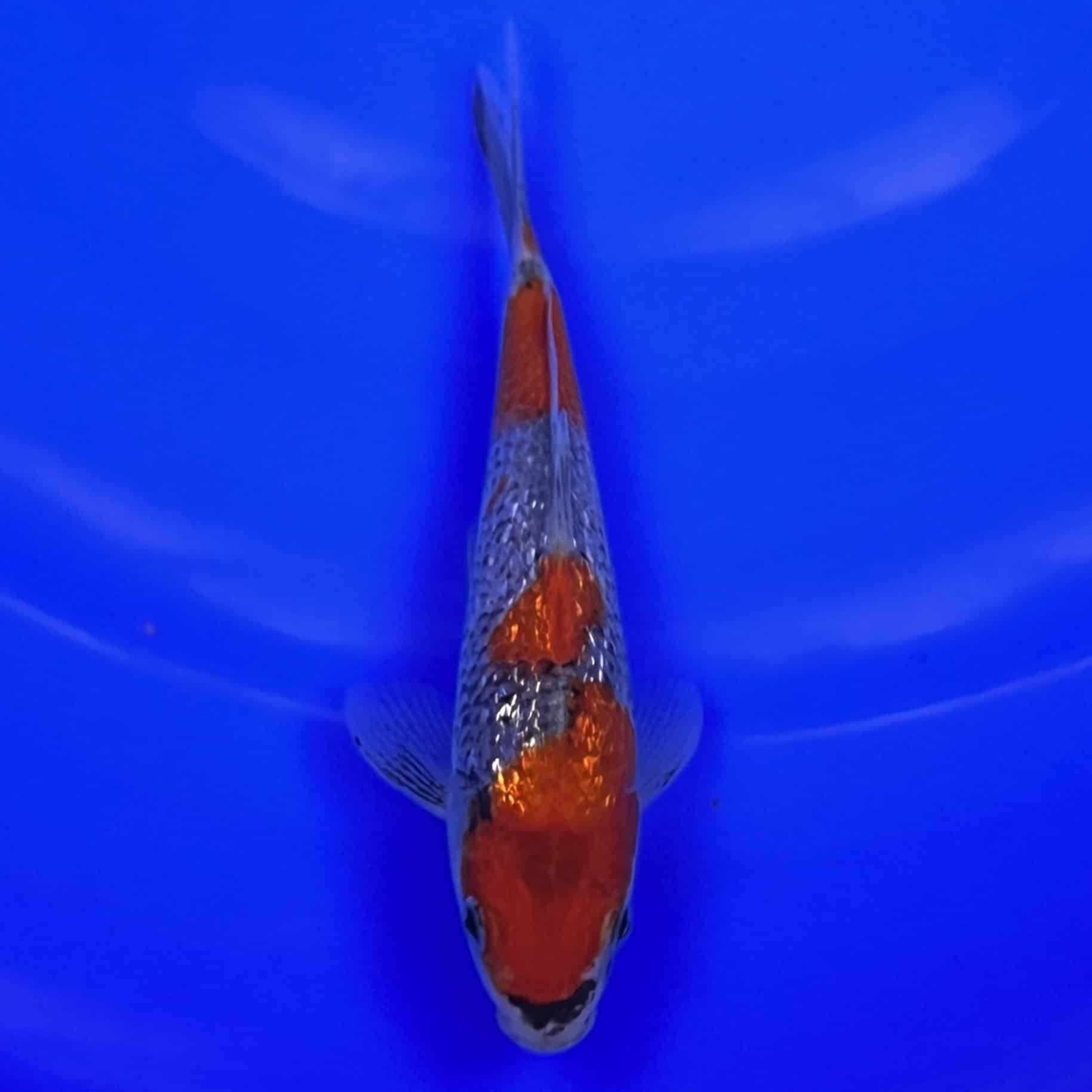 23-013 Ginrin Goshiki 18cm