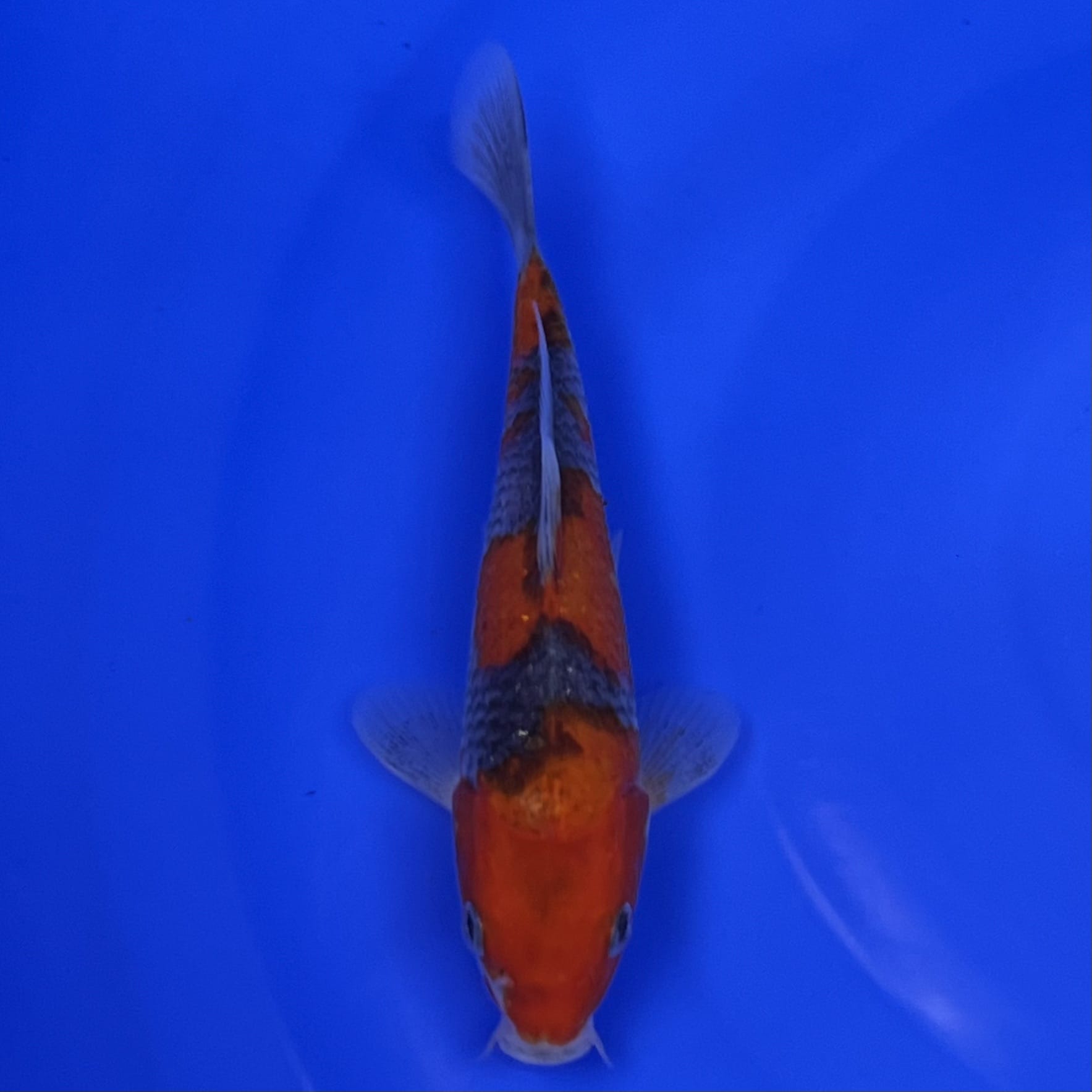 23-043 Goshiki 18cm 23-043 Goshiki 18cm