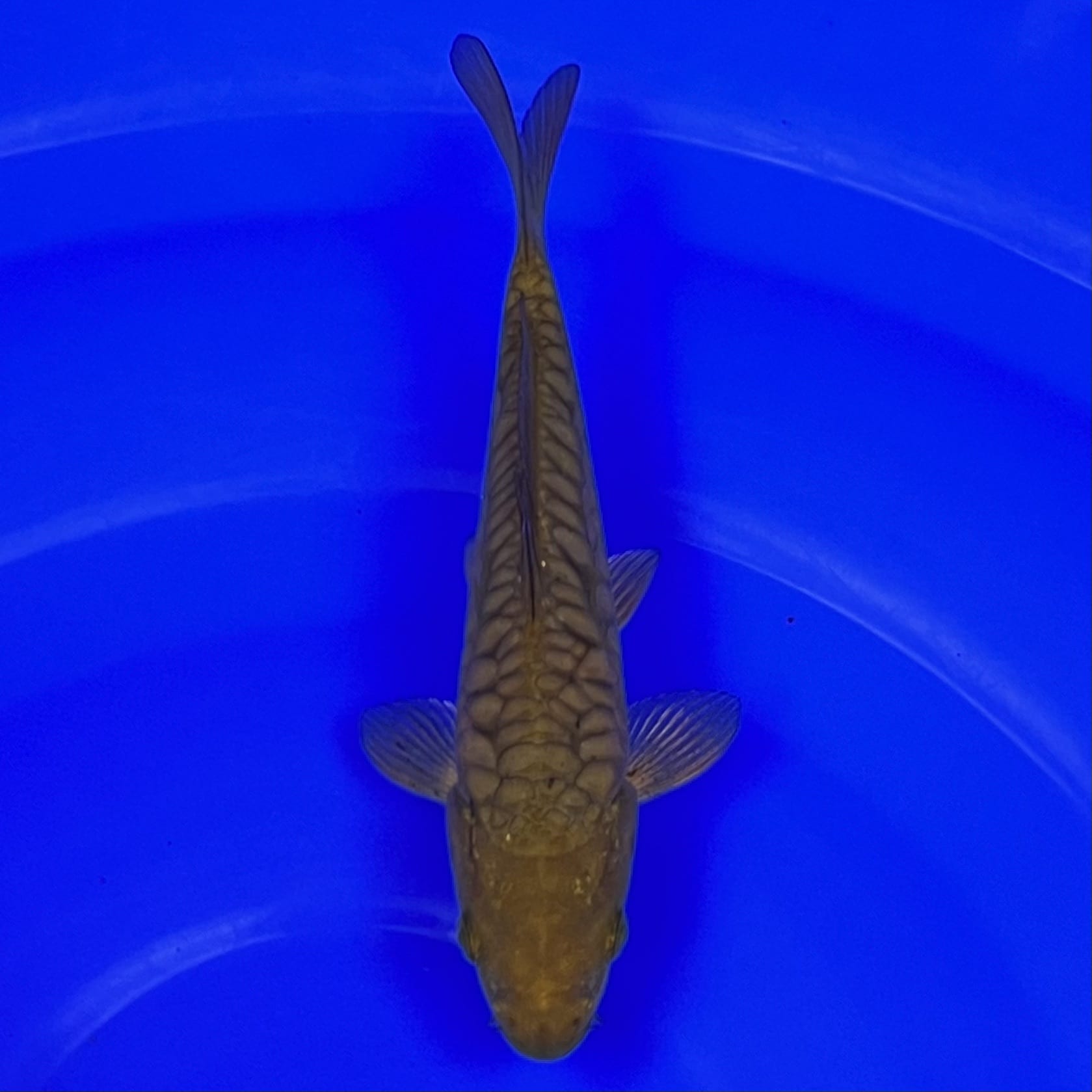 23-059 Aragoke Chagoi 17cm