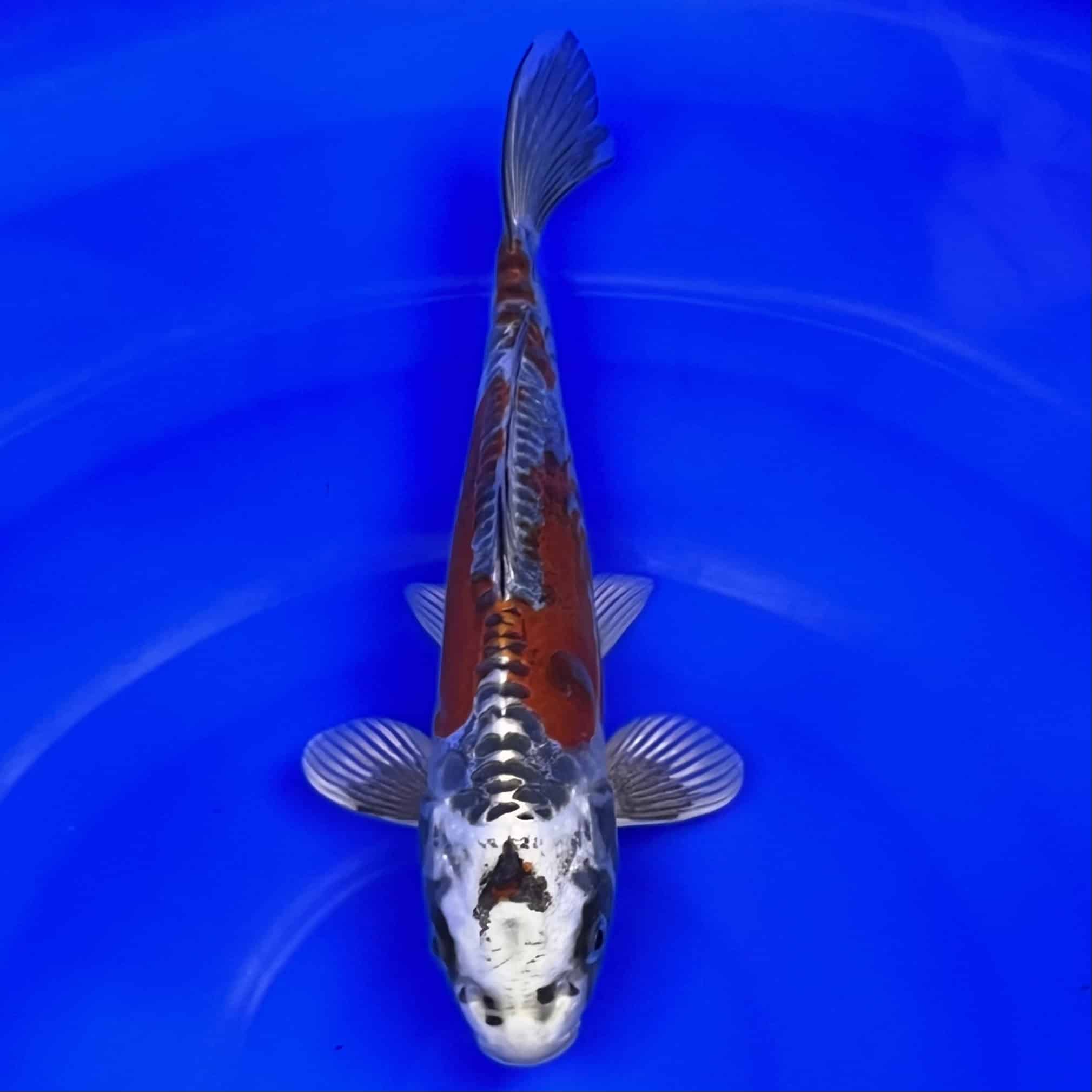 23-076 Beni Kikokuryu