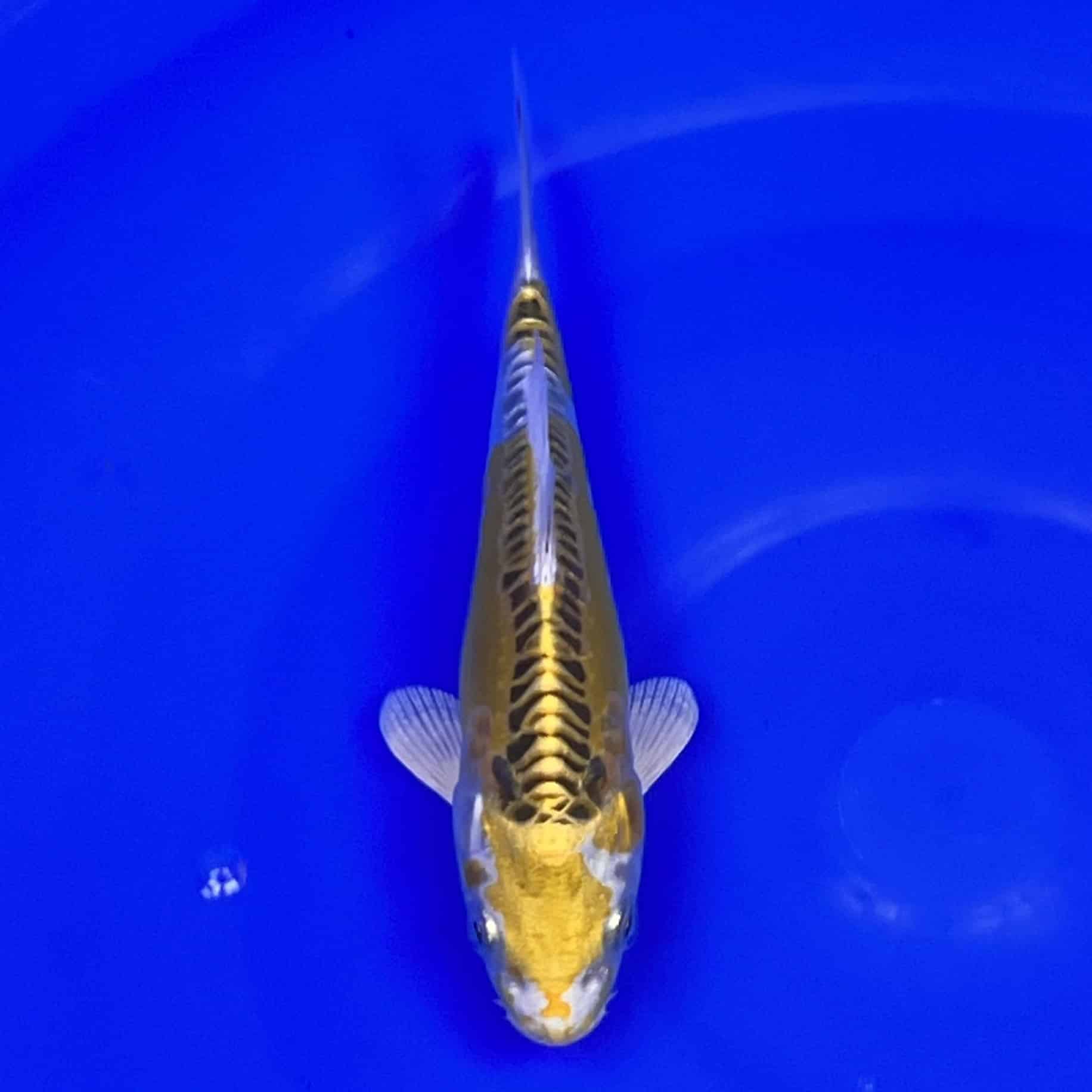 23-064 Ki Ryu 17cm 23-064 Ki Ryu 17cm