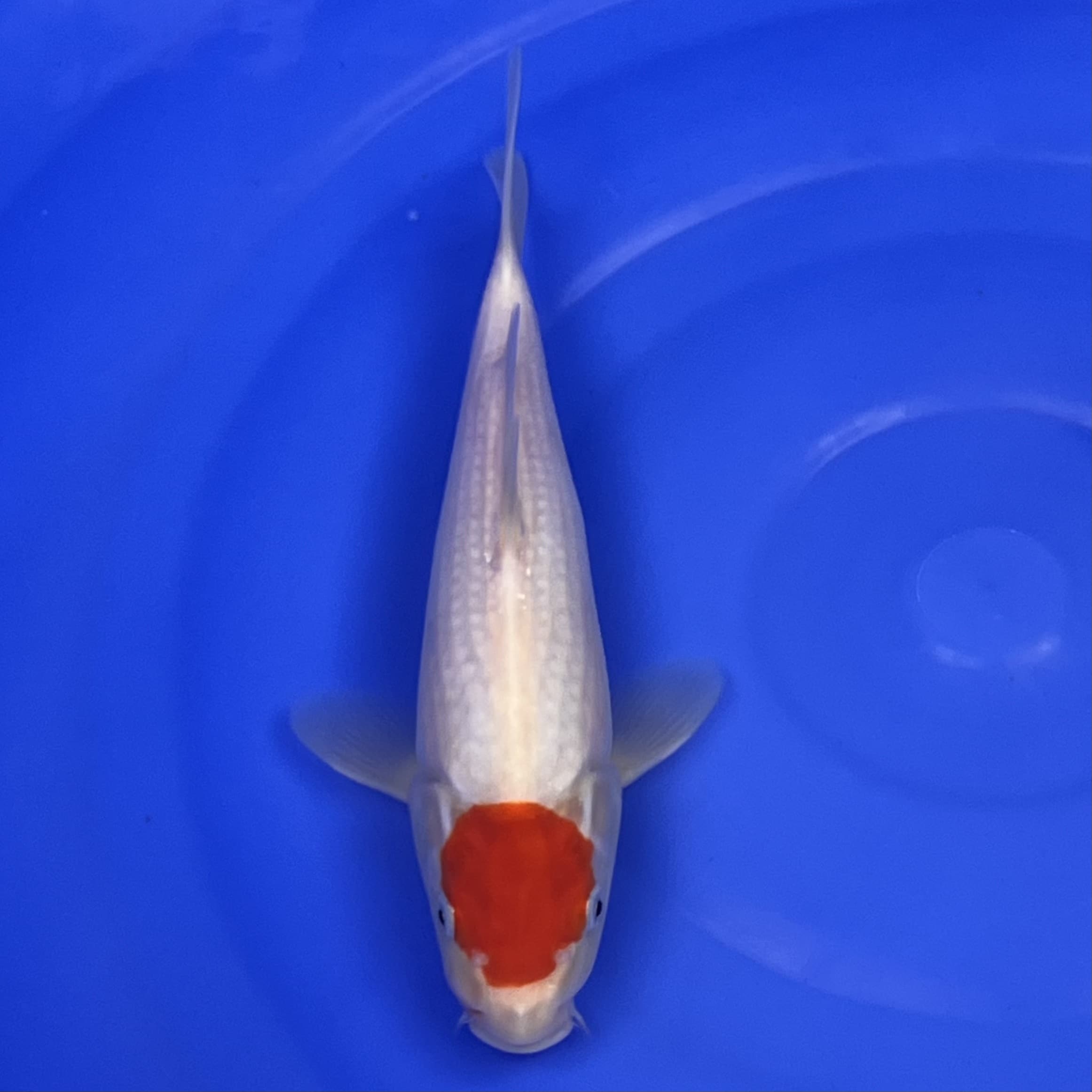 23-092 Tancho Kohaku 26cm 23-092 Tancho Kohaku 26cm