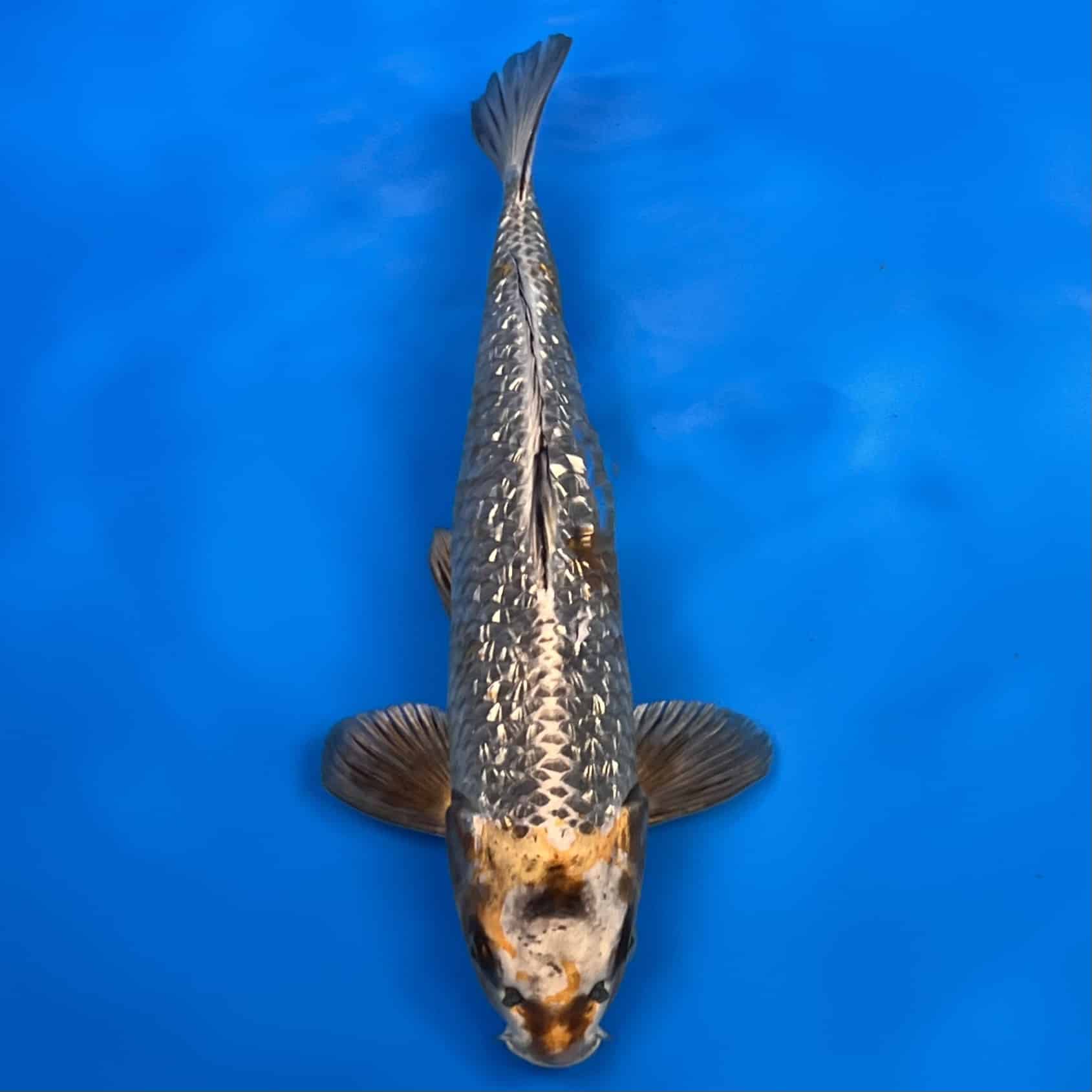 23-132 Ginrin Kawarigoi 40cm