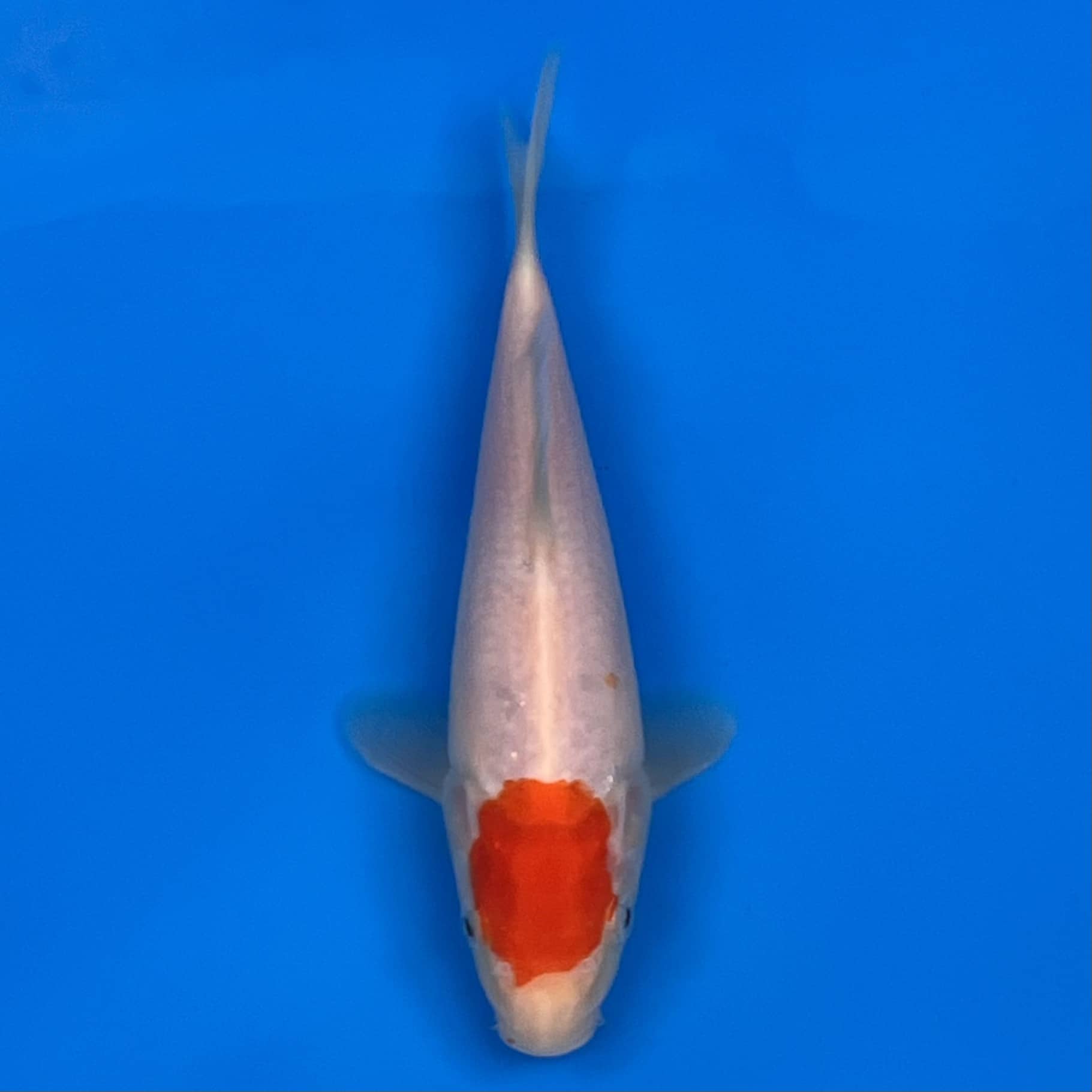 23-145 Tancho Kohaku 22cm 23-145 Tancho Kohaku 22cm