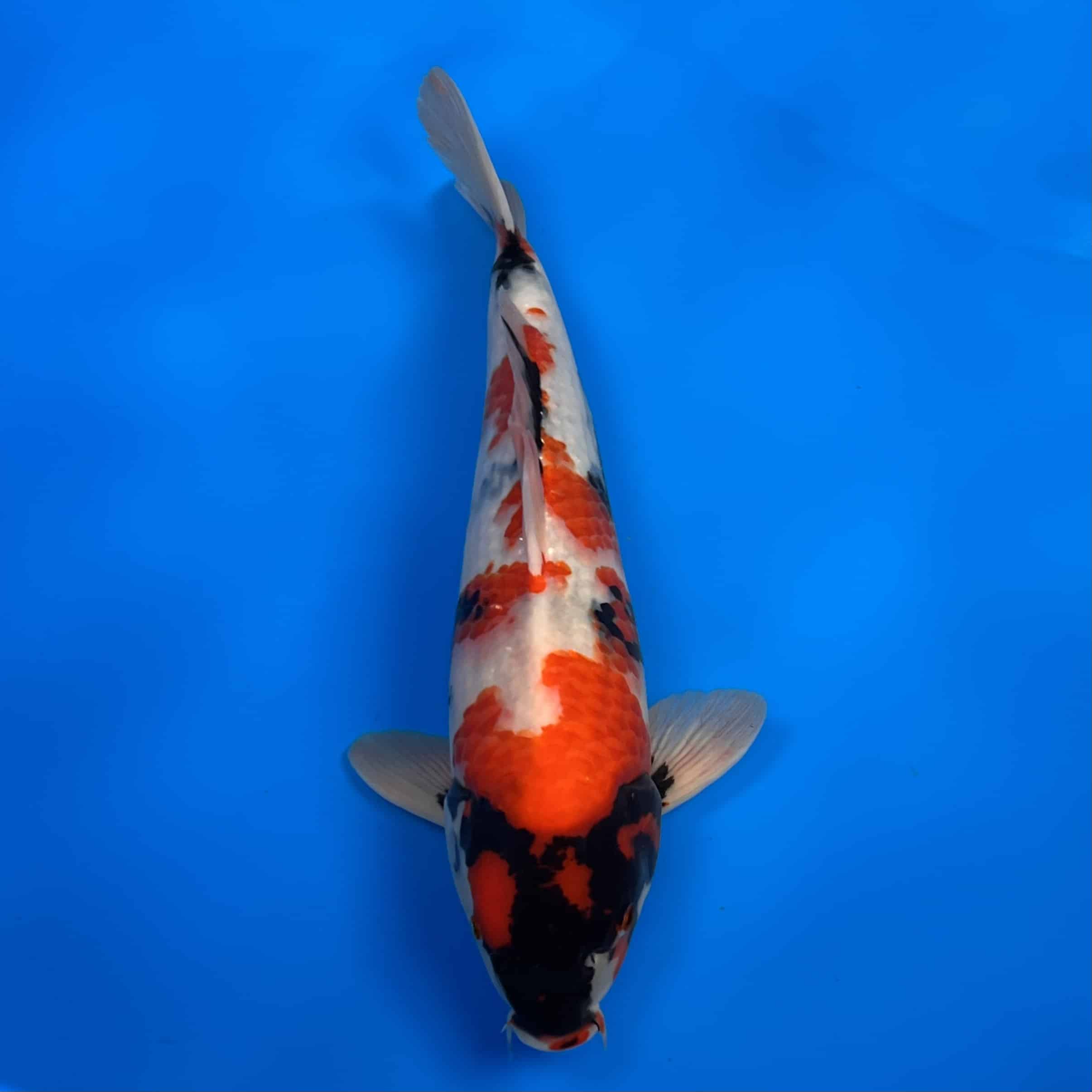 23-151 Showa 42cm 23-151 Showa 42cm