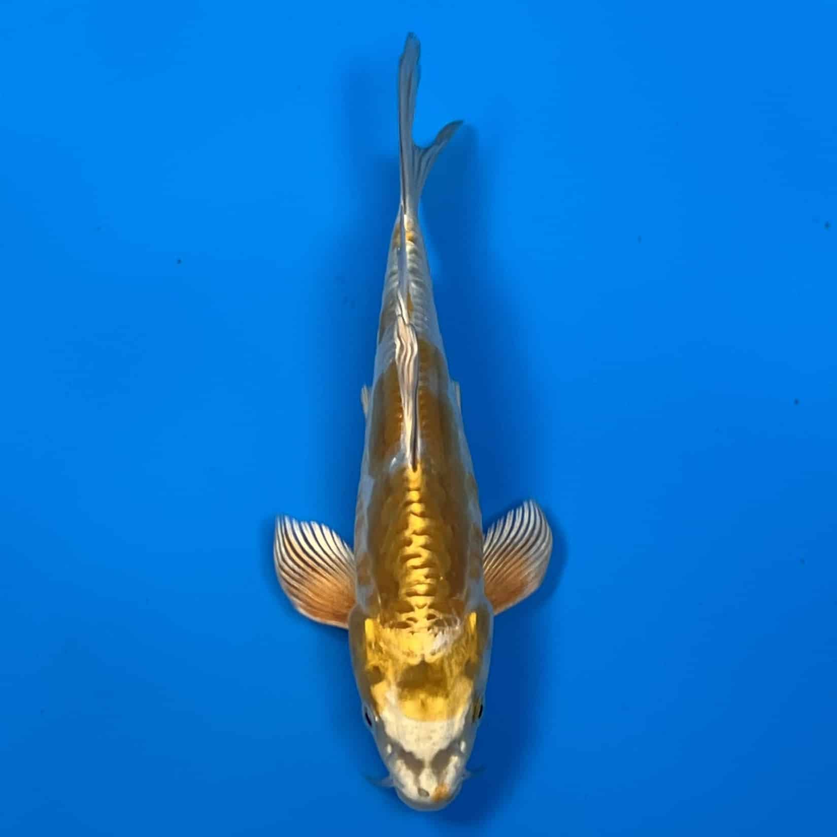 23-168 Butterfly Kogane Ochiba Shigure 24cm 23-168 Butterfly Kogane Ochiba Shigure 24cm