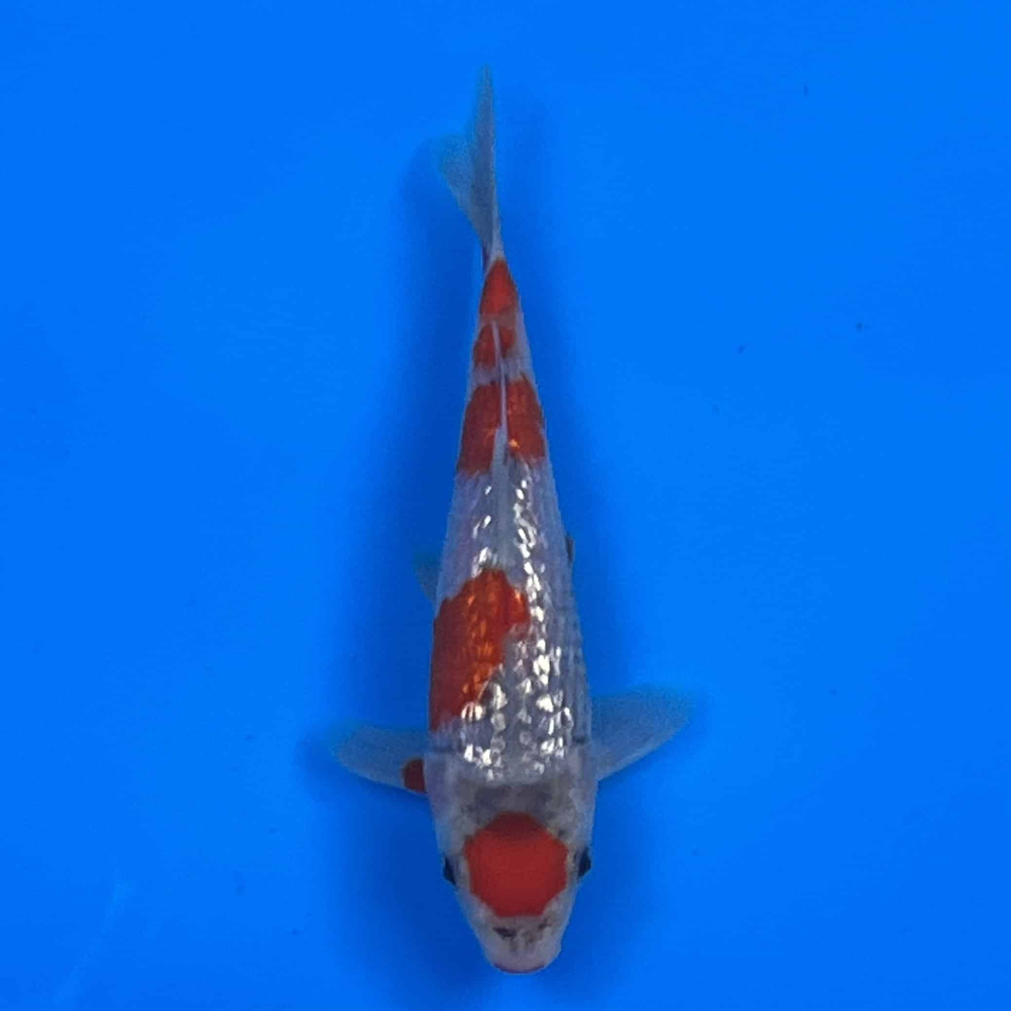 23-160 Ginrin Maruten Goshiki 17cm