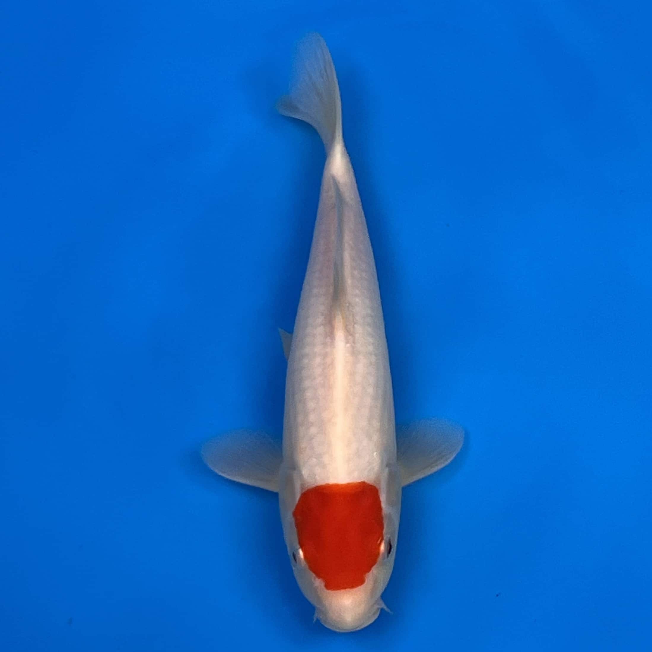 23-162 Tancho Kohaku 26cm 23-162 Tancho Kohaku 26cm