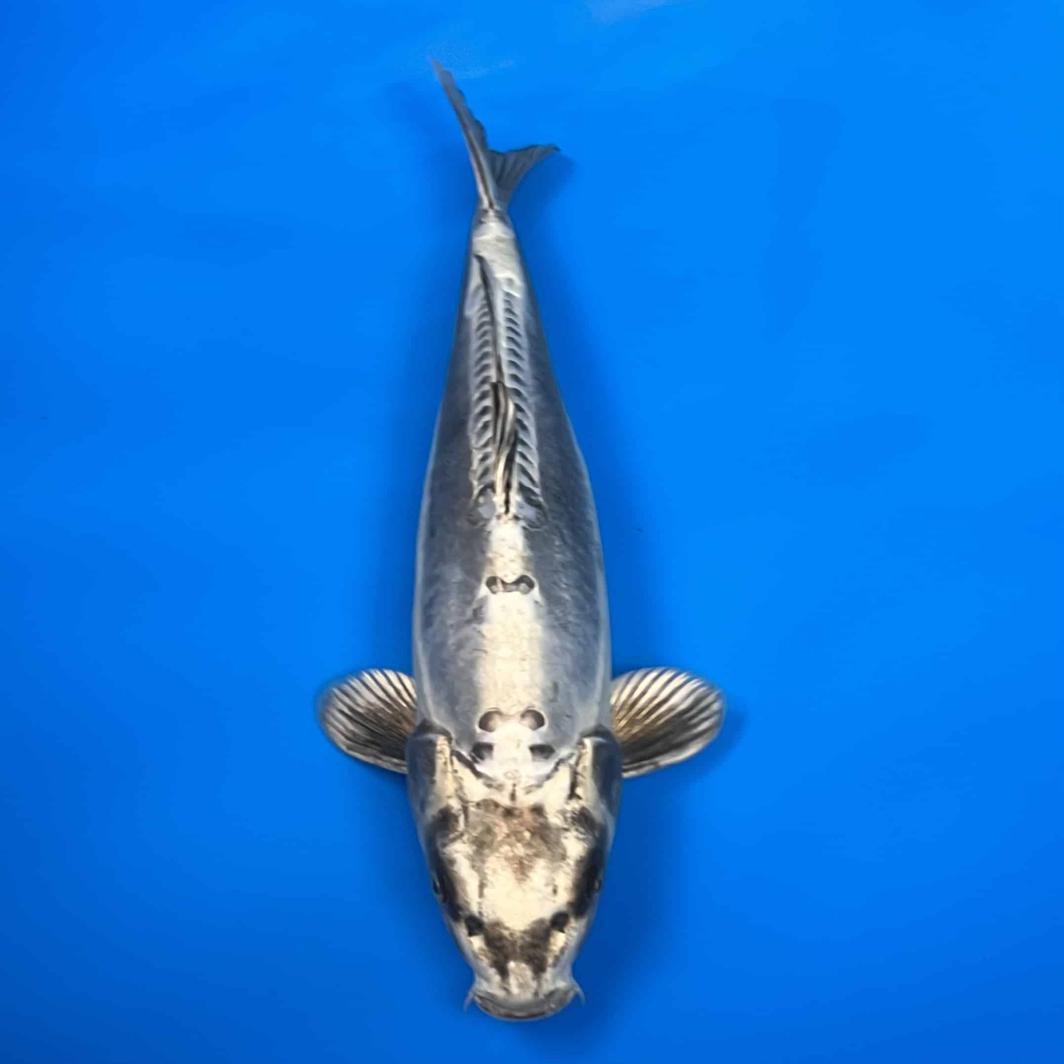 23-168 Kikokuryu 43cm 23-168 Kikokuryu 43cm