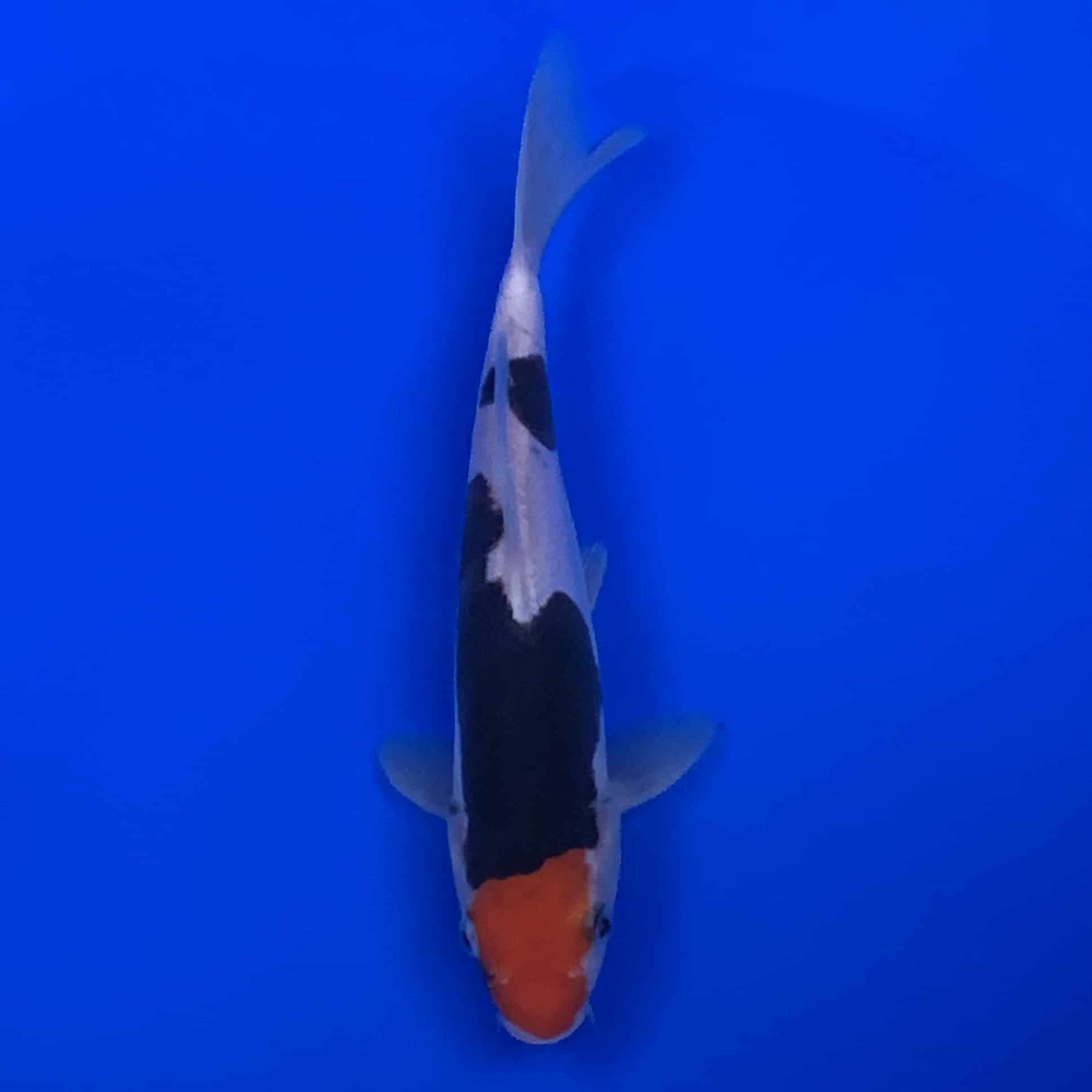 23-109 Showa 25cm 23-109 Showa 25cm
