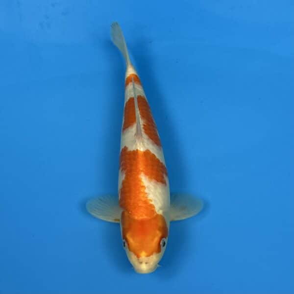 23-114 Special koi 29cm