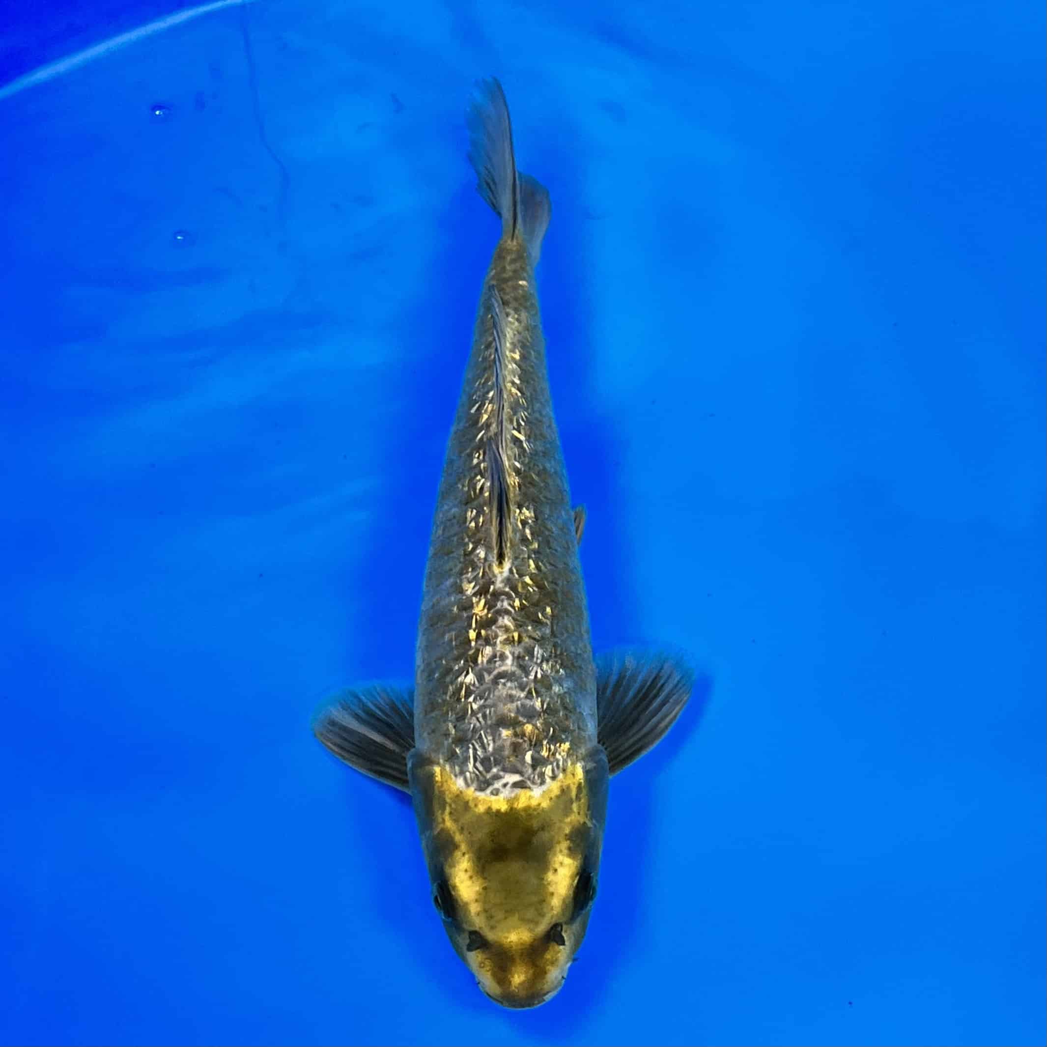 23-223 Ginrin Kawarigoi 36cm