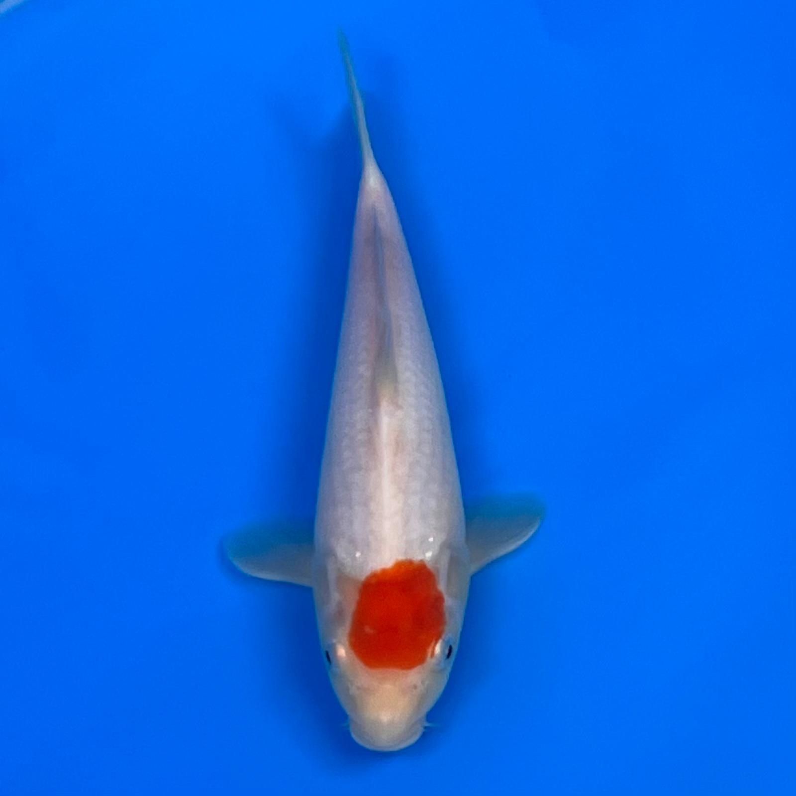 23-218 Tancho Kohaku 24cm 23-218 Tancho Kohaku 24cm