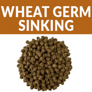 Koifarm Wheat Germ Sinking