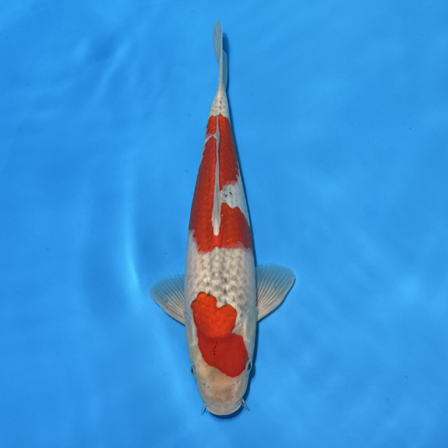 36-goshiki-38cm-koifarm-webshop