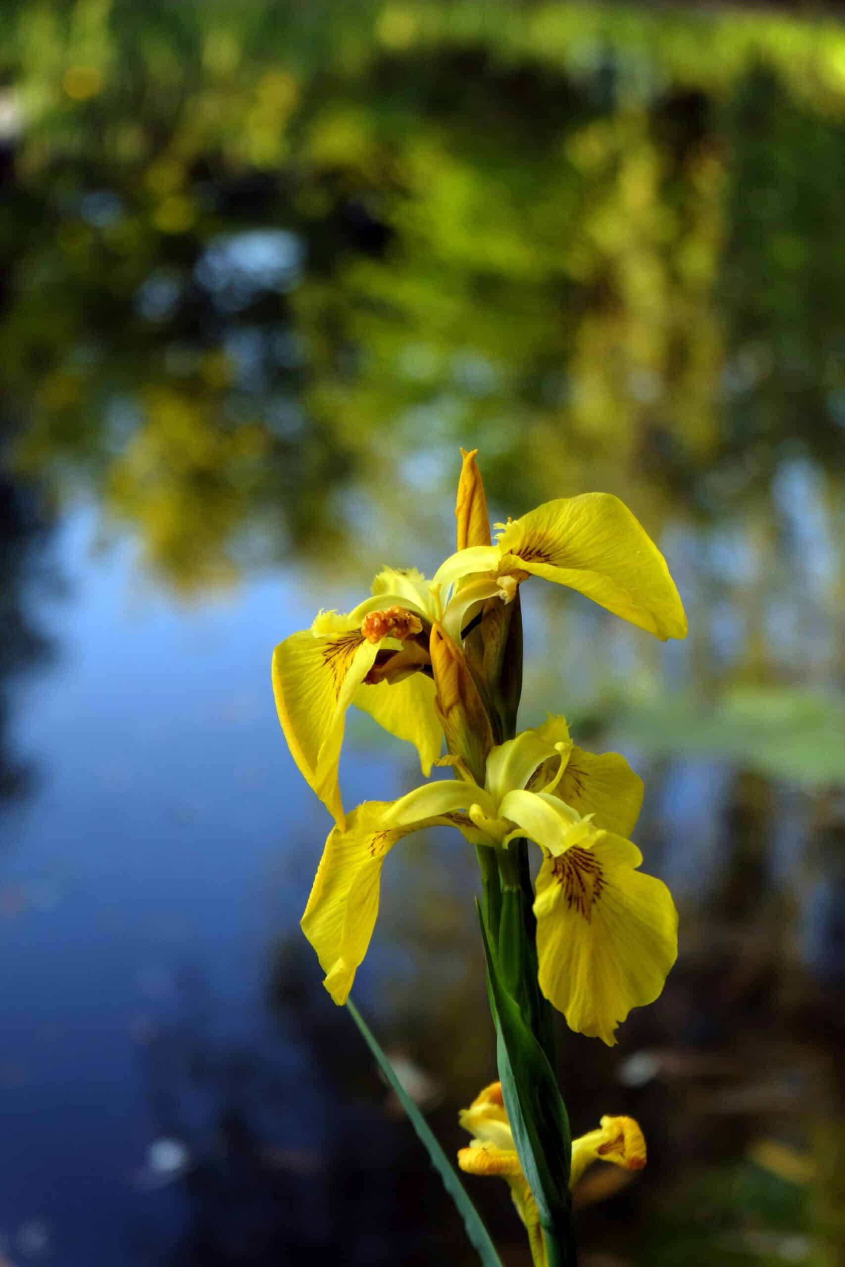 Water Plant Kit - Droogverpakking waterplant witte iris Water Plant Kit - Droogverpakking waterplant witte iris