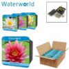 Aqua Set - Nymphaea Albatross - witte waterlelie