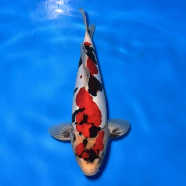#190 Doitsu Showa 45cm