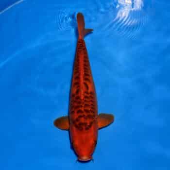 #281 Aragoke Hi Shusui 43cm