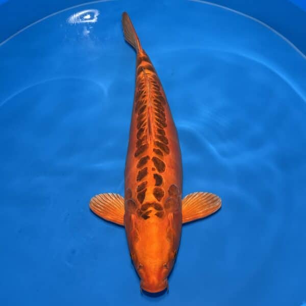#227 Mizuho Ogon 70cm