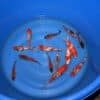 #366 Goshiki 17-20cm