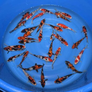 #377 Doitsu Go Sanke 15-18cm