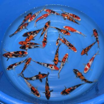 #377 Doitsu Go Sanke 15-18cm
