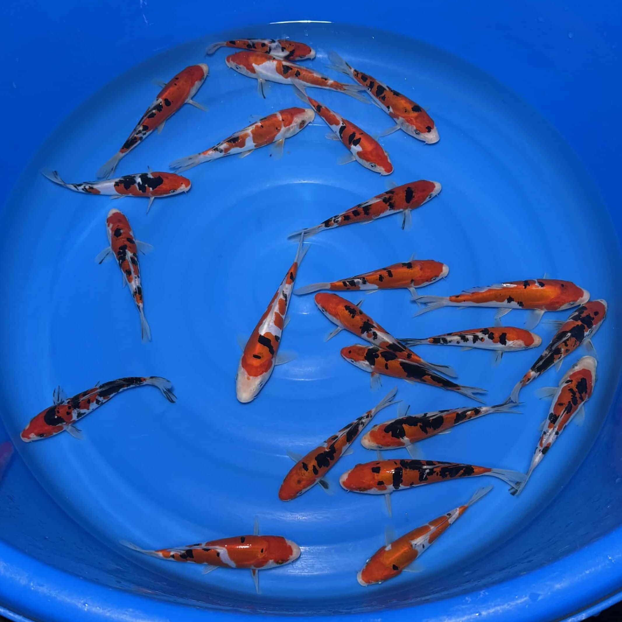 #382 Doitsu Sanke 15-20cm #382 Doitsu Sanke 15-20cm