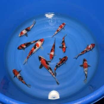 #363 Showa mix 18-25cm