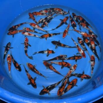 #390 Showa 16-19cm